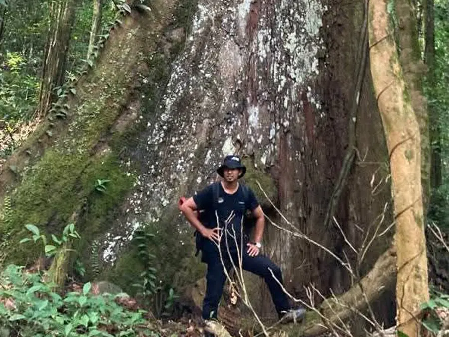 Kalimantan rainforest
