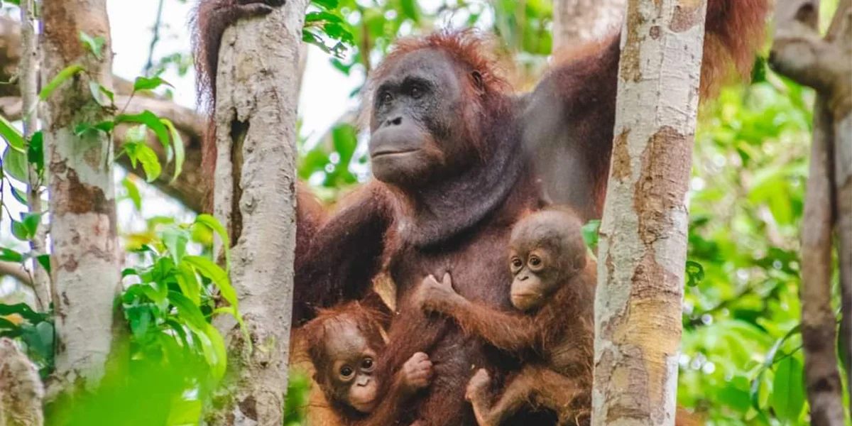Tanjung Puting Orangutan Expedition